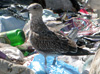 juvenile LBBG, ringed in the Netherlands.